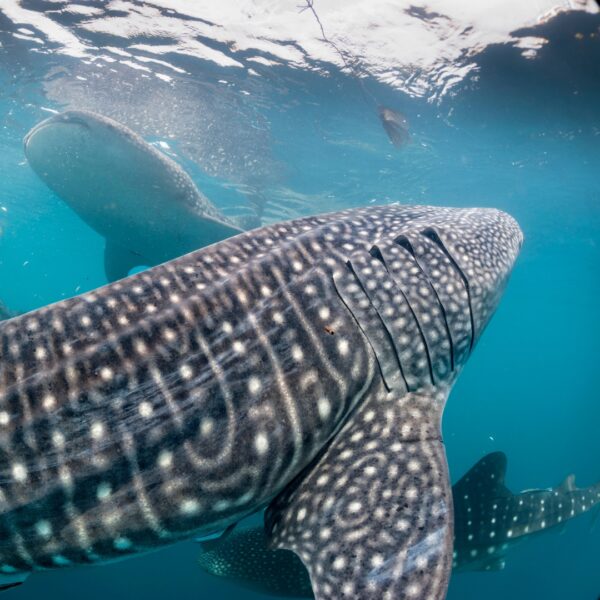 ENCOUNTER WITH WHALE SHARK - Image 4