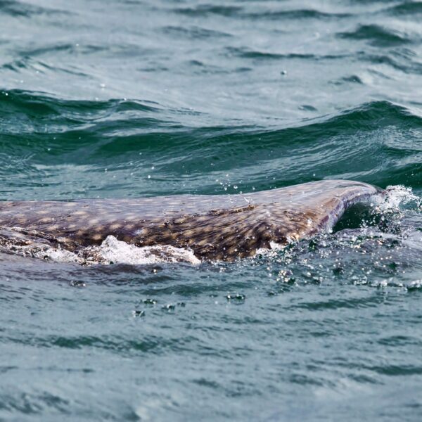 ENCOUNTER WITH WHALE SHARK - Image 2