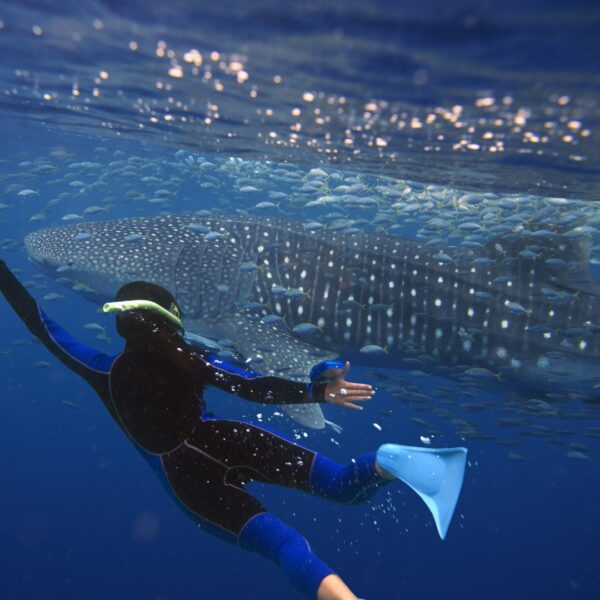 ENCOUNTER WITH WHALE SHARK - Image 8